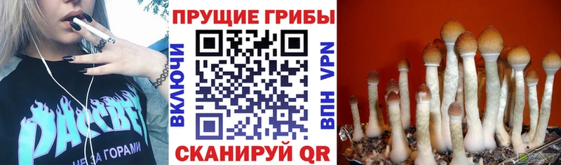 МЕГА ССЫЛКА  Верхняя Тура  Псилоцибиновые грибы Magic Shrooms  дарнет шоп 